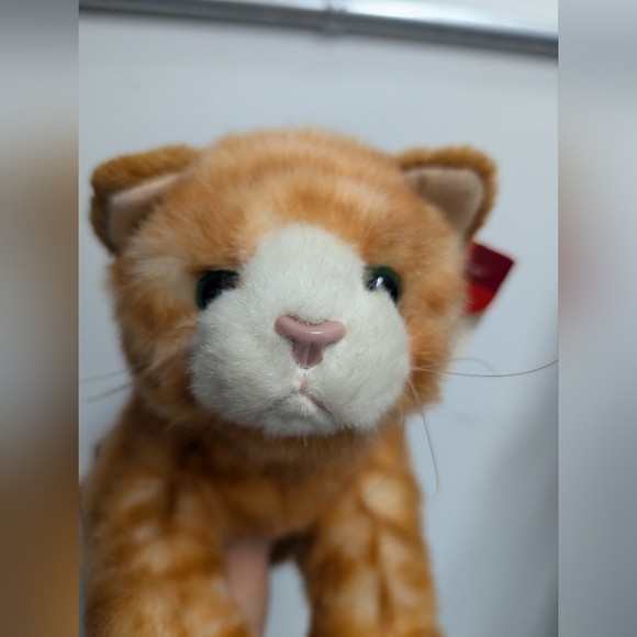 Beautiful orange tabby cat, tags attached but aged. - Picture 4 of 6